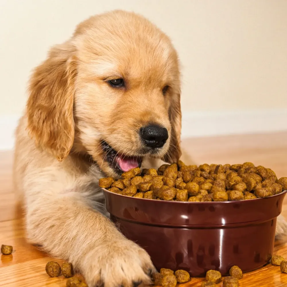 Croquettes pour chien à Charny Orée de Puisaye
