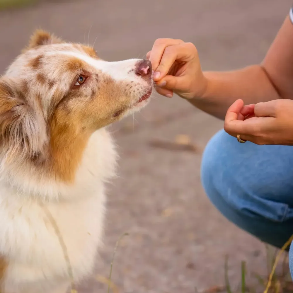 Alimentation canine à Charny Orée de Puisaye