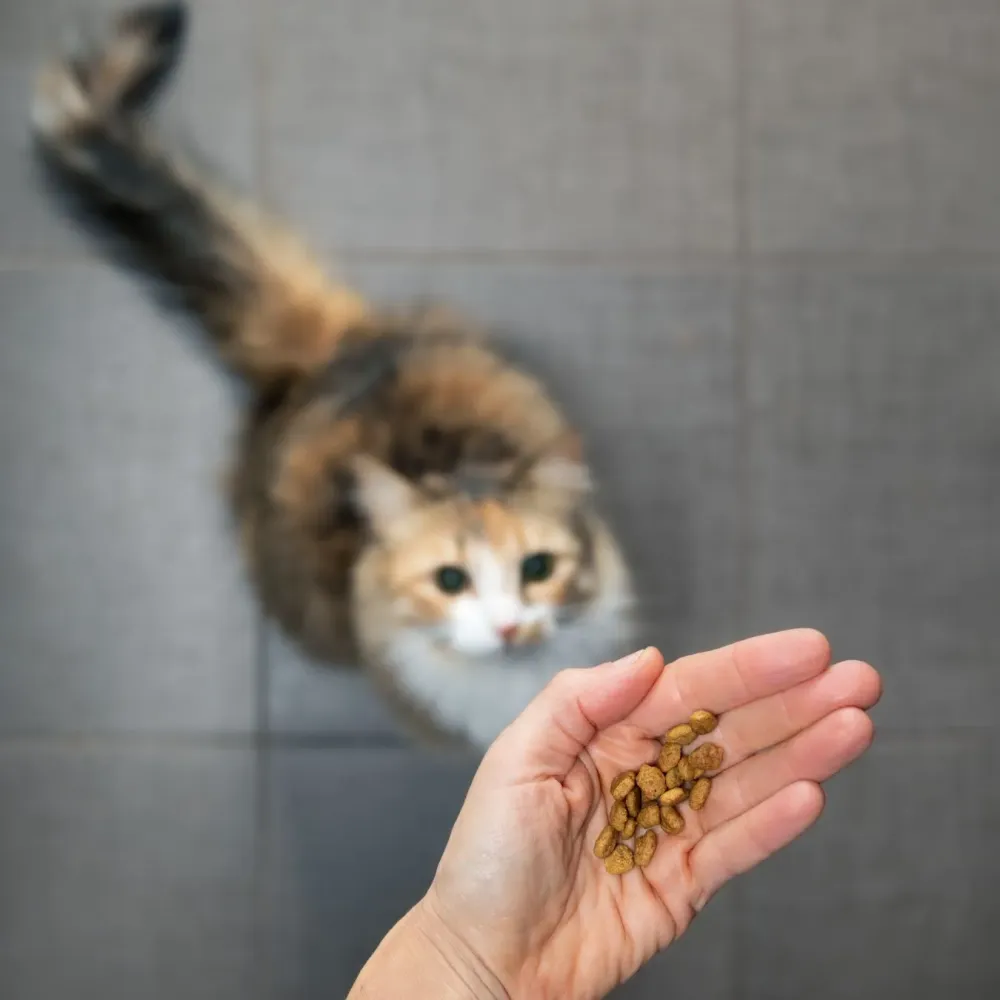 Croquettes pour chien et chat stérilisés à Charny Orée de Puisaye